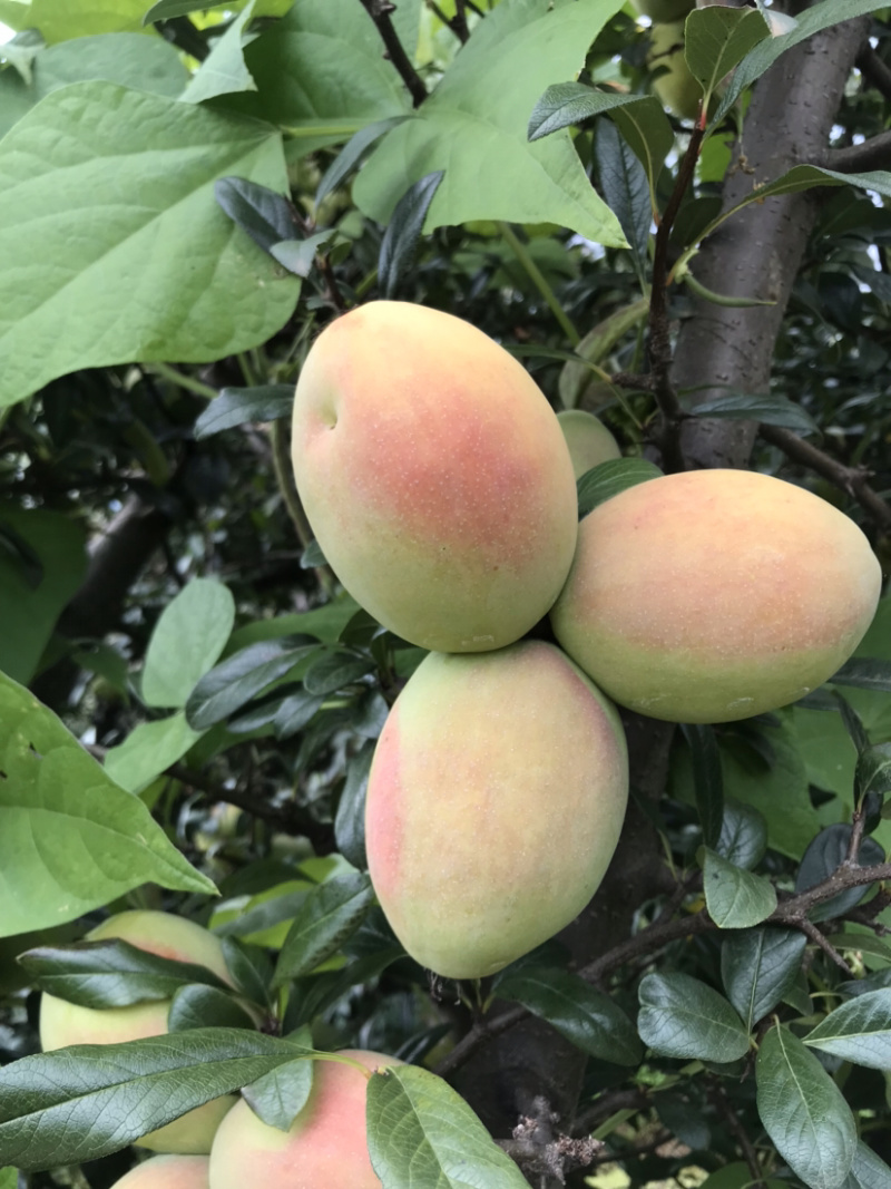 （云南大理红花酸木瓜种子）酸木瓜种子红花酸木瓜种子