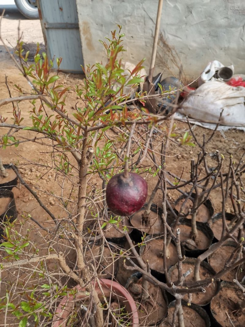 基地直销精品石榴树盆景适合南北种植量大从优