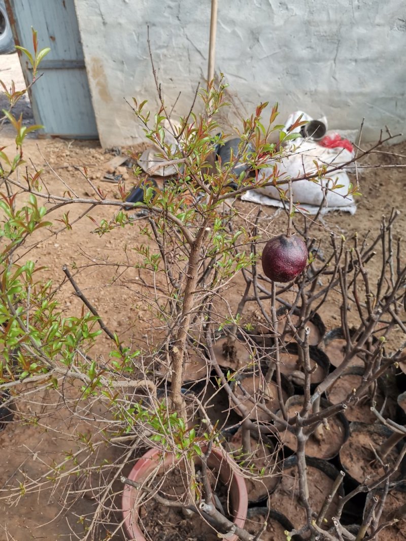 基地直销精品石榴树盆景适合南北种植量大从优