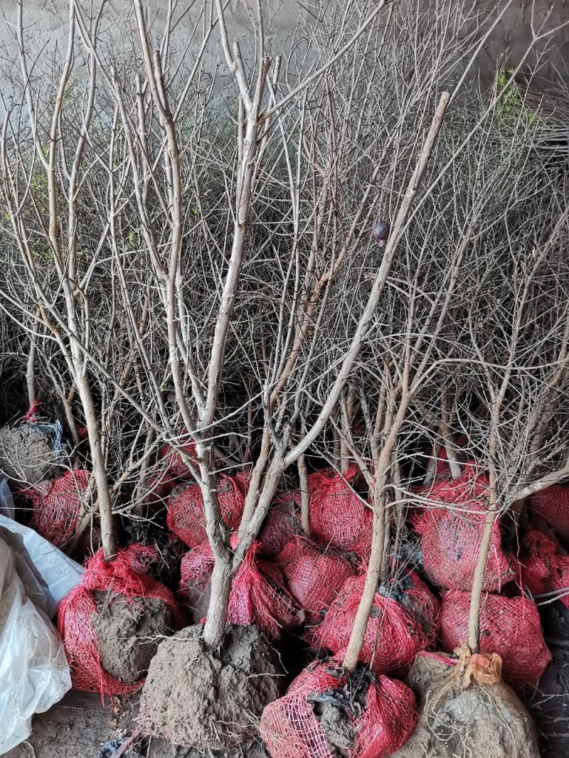 基地直销精品石榴树盆景适合南北种植量大从优