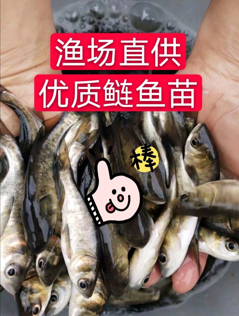 大口鲢鱼苗，渔场直发，淡水养殖，成活率高免费技术全国发货