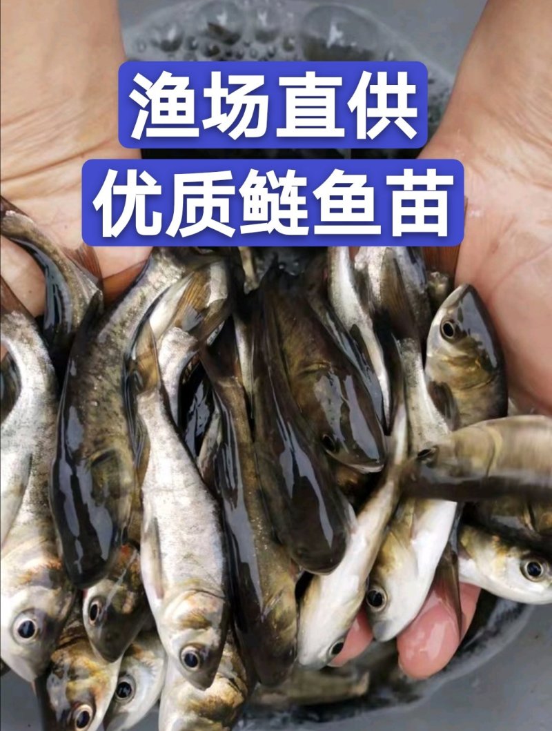 大口鲢鱼苗，渔场直发，淡水养殖，成活率高免费技术全国发货