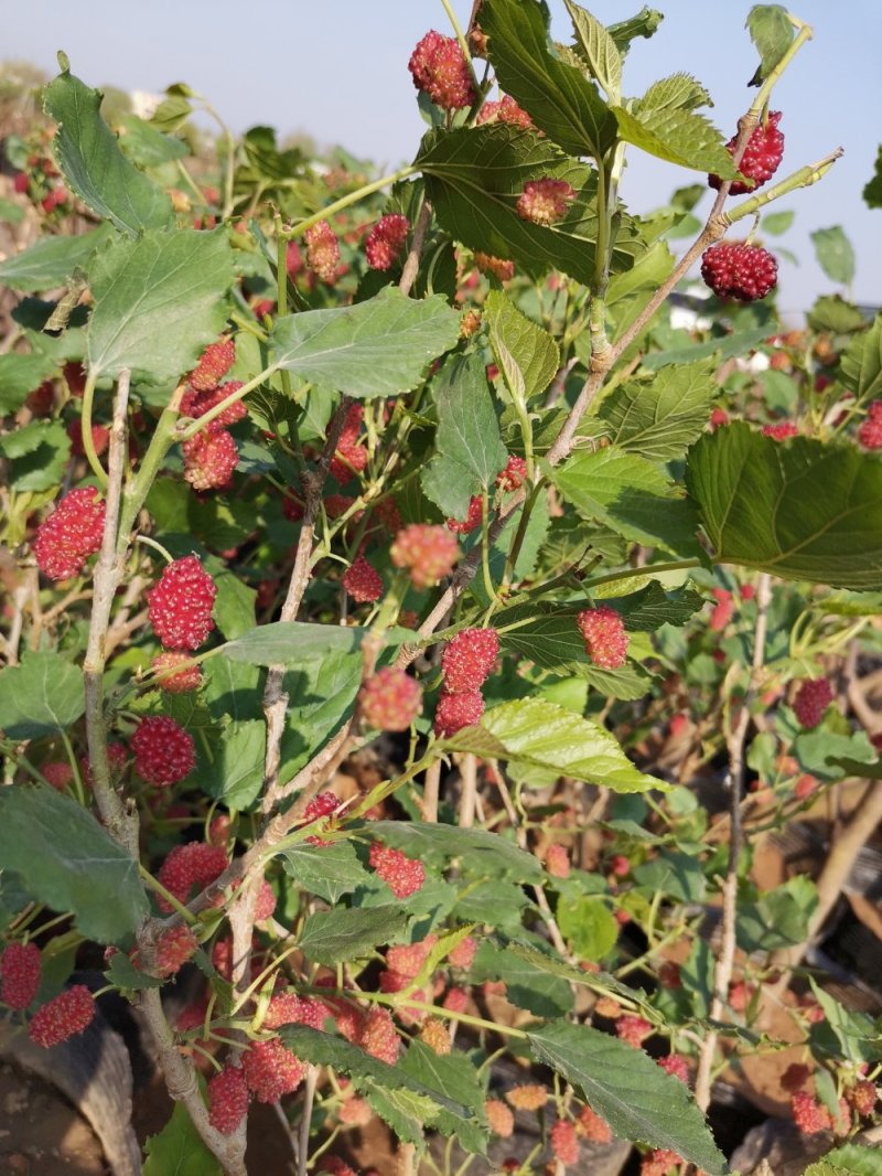 基地直销桑椹树苗盆景适合南北种植量大从优