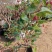 基地直销桑椹树苗盆景适合南北种植量大从优