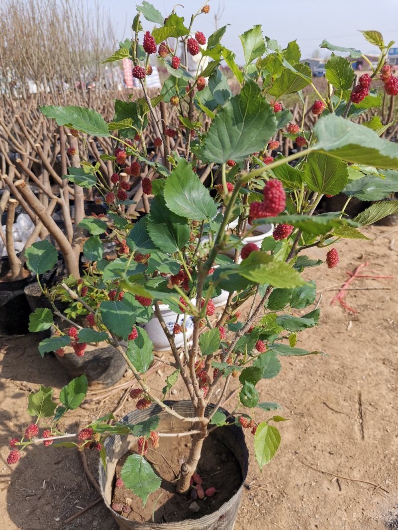 基地直销桑椹树苗盆景适合南北种植量大从优