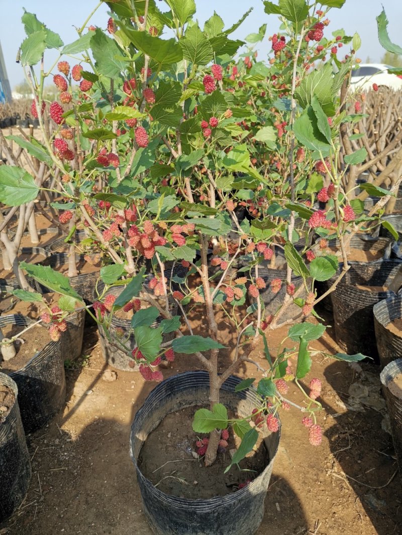 基地直销桑椹树苗盆景适合南北种植量大从优