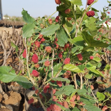 基地直销桑椹树苗盆景适合南北种植量大从优