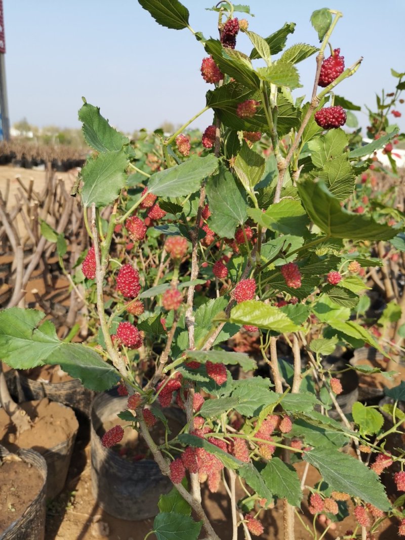 基地直销桑椹树苗盆景适合南北种植量大从优