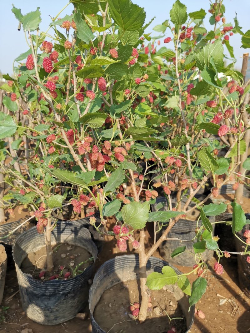 基地直销桑椹树苗盆景适合南北种植量大从优