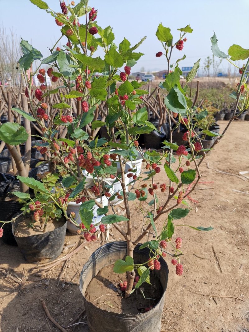 基地直销桑椹树苗盆景适合南北种植量大从优