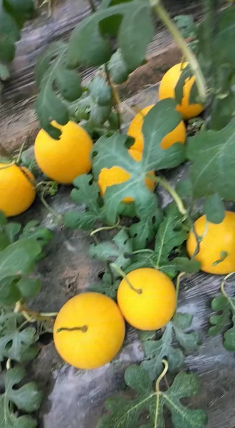 吊瓜