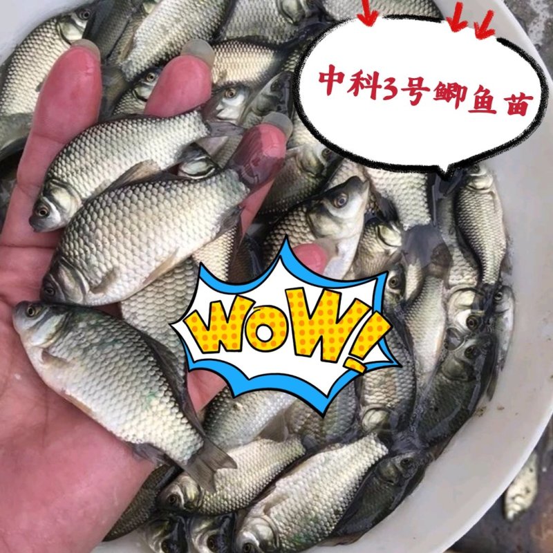中科三号鲫鱼苗渔场直发，包成活率全国发货，可视频看货
