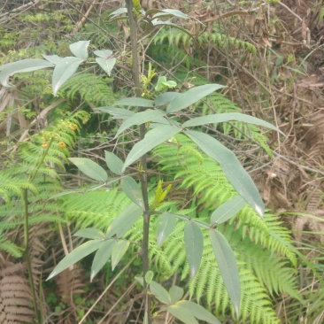 野生花椒