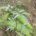 野生花椒