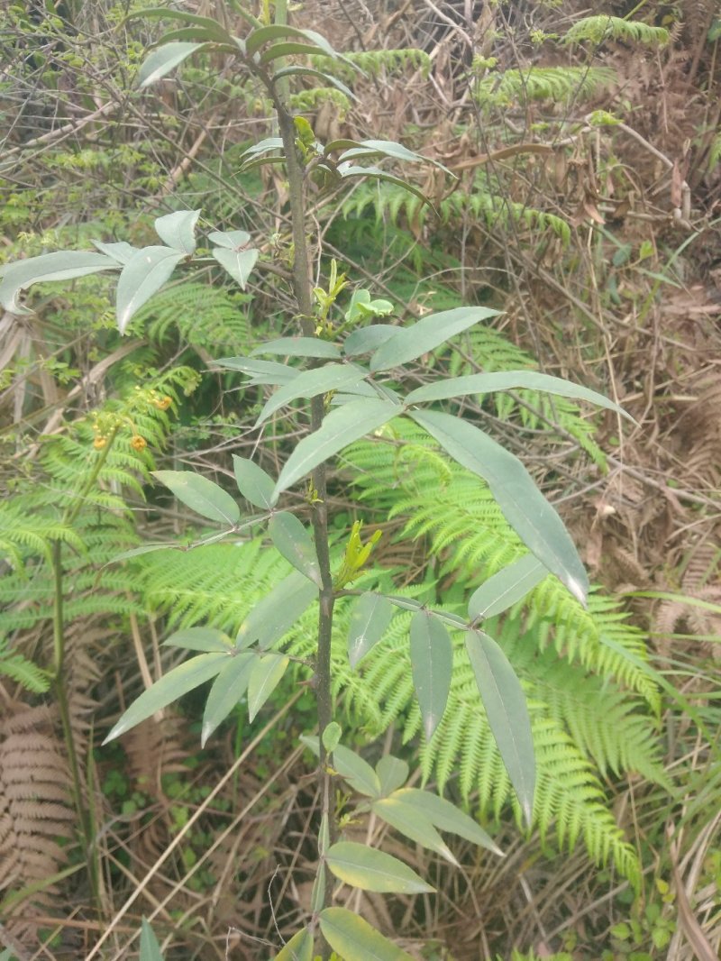 野生花椒