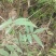 野生花椒