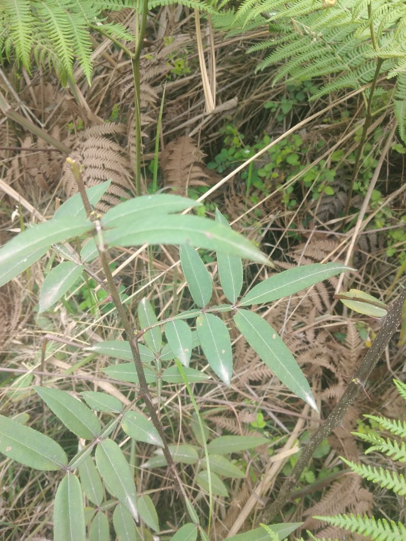 野生花椒