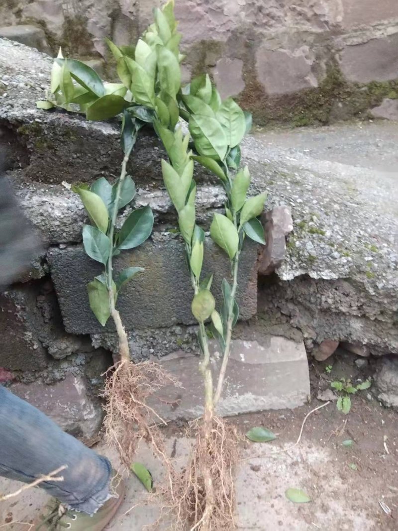纽荷尔脐橙苗可开三证，纯度高
