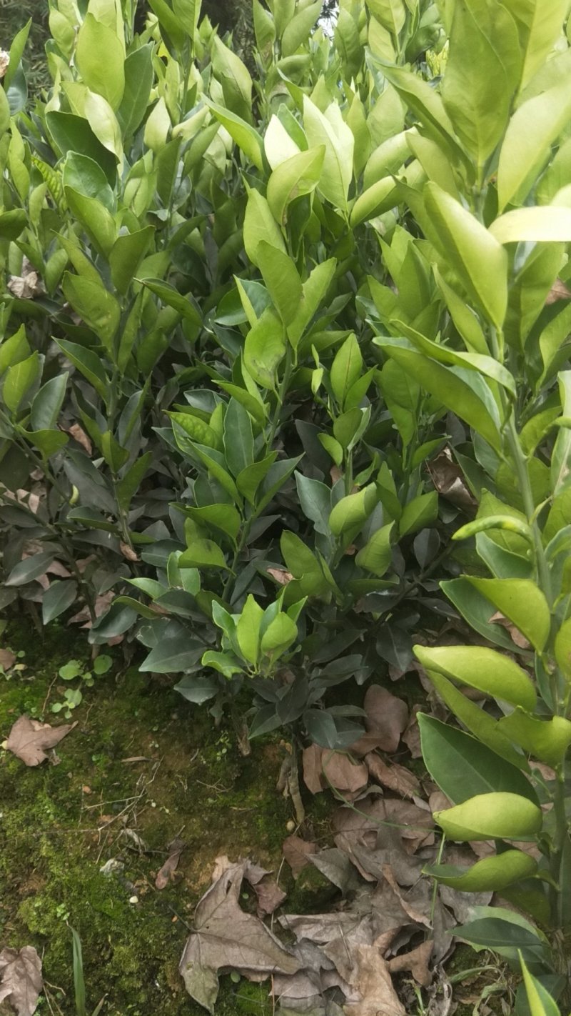 纽荷尔脐橙苗可开三证，纯度高