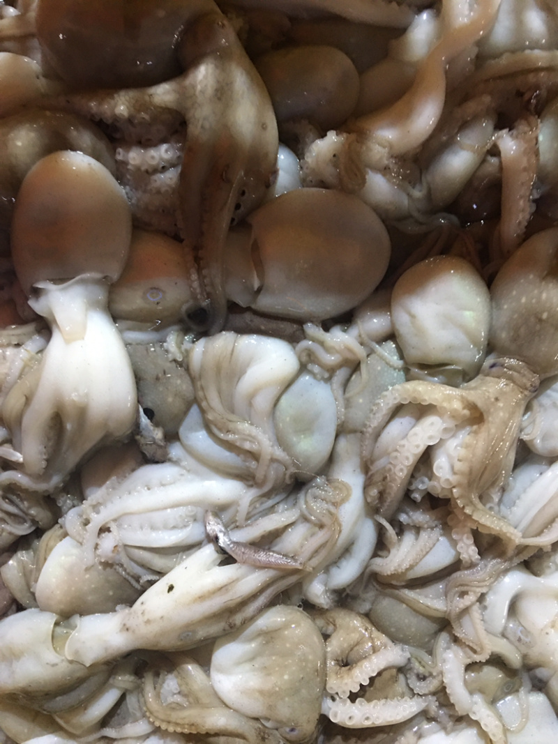 正宗，北部湾，冰鲜八爪鱼，