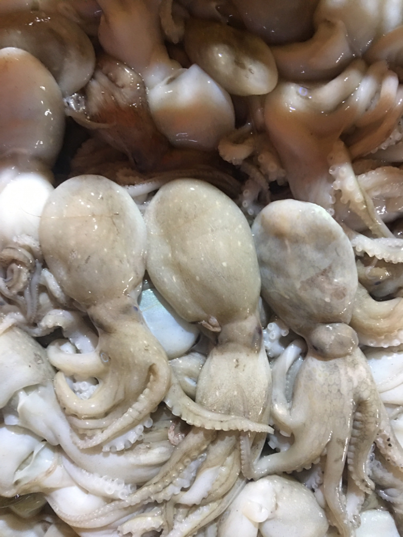 正宗，北部湾，冰鲜八爪鱼，