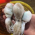 正宗，北部湾，冰鲜八爪鱼，