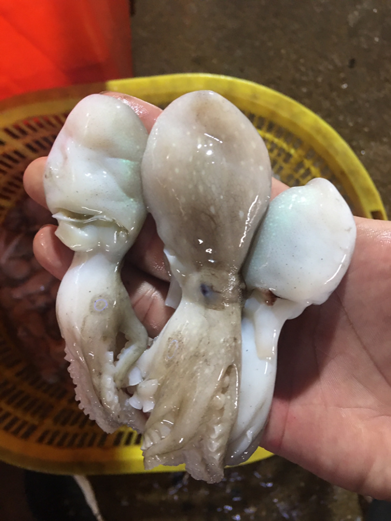 正宗，北部湾，冰鲜八爪鱼，