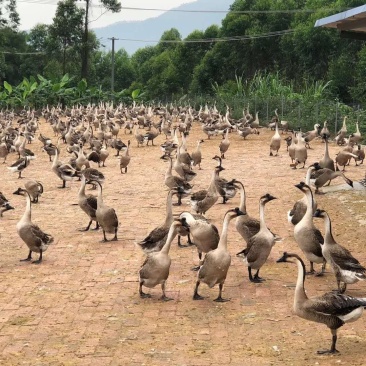 阳冮鹅乸