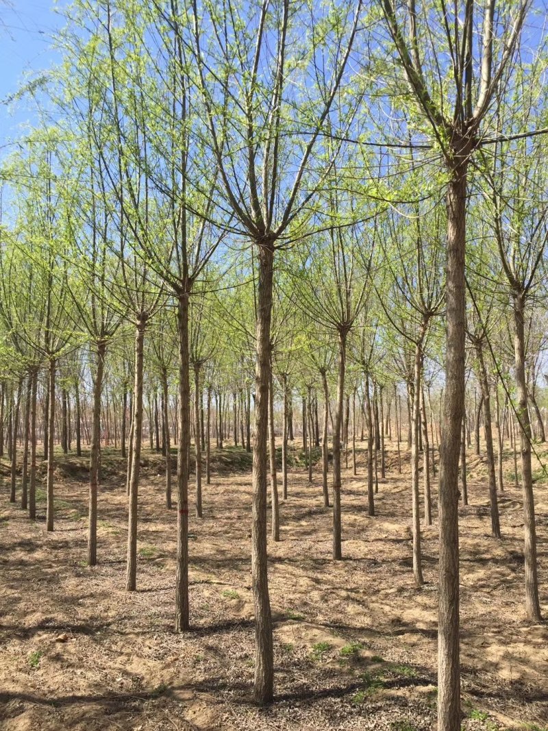 百茂园林常年低价供应各种规格原生平头发帽垂柳