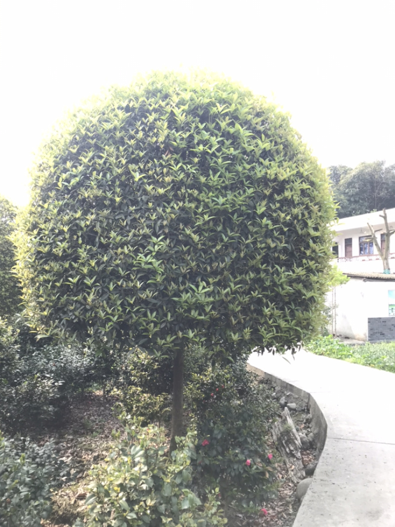 成都高杆桂花四川桂花基地直销成都桂花基地直销