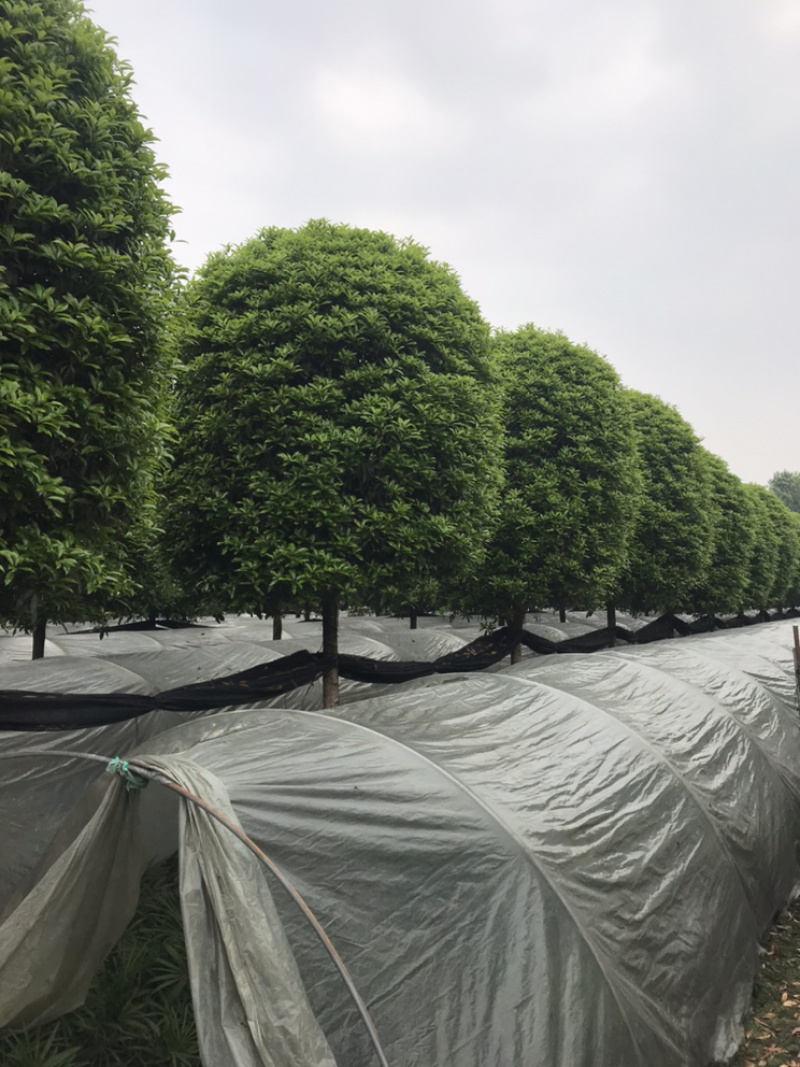 成都高杆桂花四川桂花基地直销成都桂花基地直销