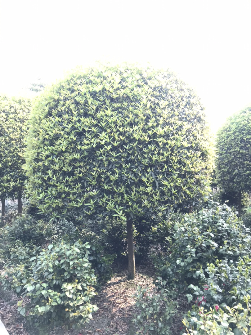 成都高杆桂花四川桂花基地直销成都桂花基地直销