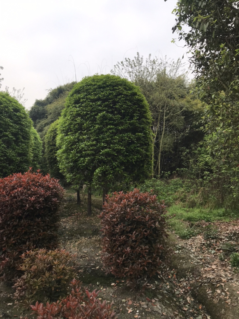 成都高杆桂花四川桂花基地直销成都桂花基地直销