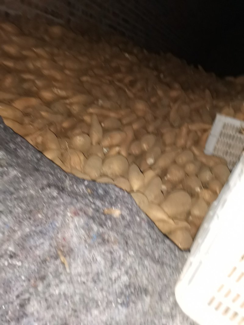 大量出售窖藏红香蕉红薯