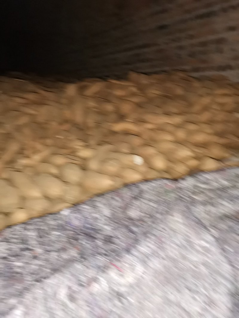 大量出售窖藏红香蕉红薯