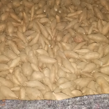 大量出售窖藏红香蕉红薯