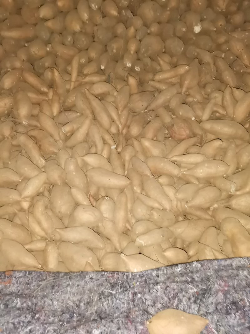 大量出售窖藏红香蕉红薯