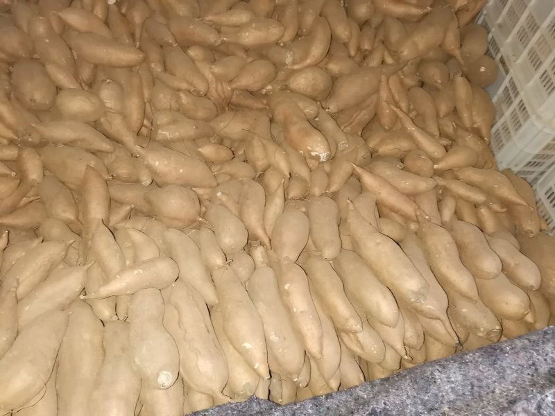 大量出售窖藏红香蕉红薯