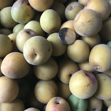 新鲜梅子，大个头青梅即将上市