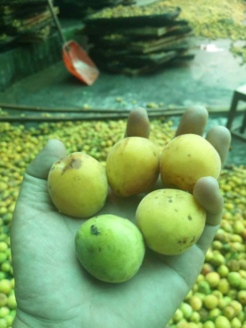 新鲜梅子，大个头青梅即将上市