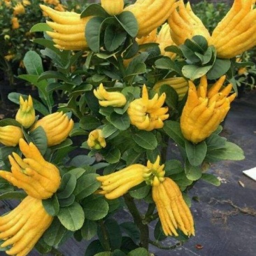 佛手