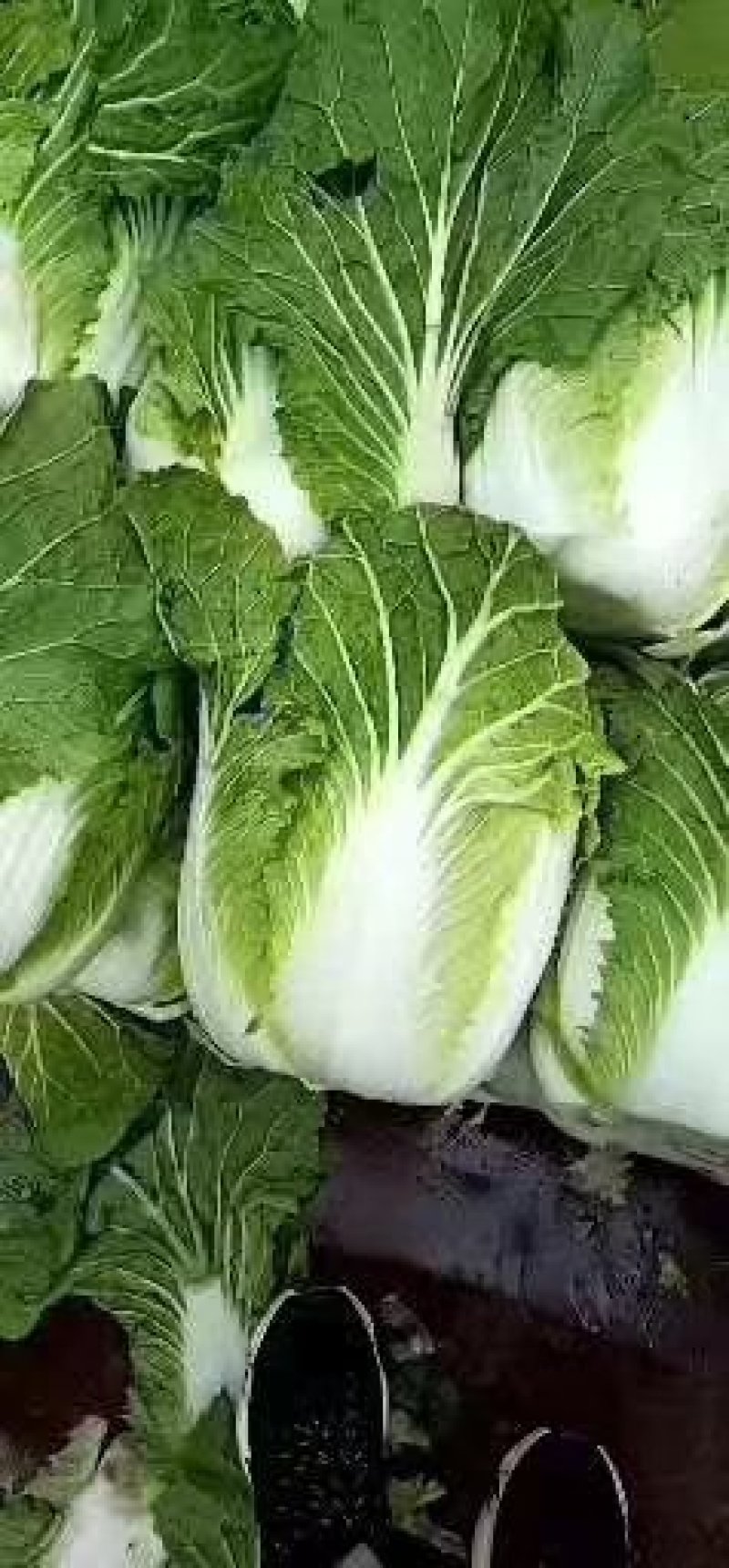 精品青杂三号一手货源量大从优保质保量专业团队代发