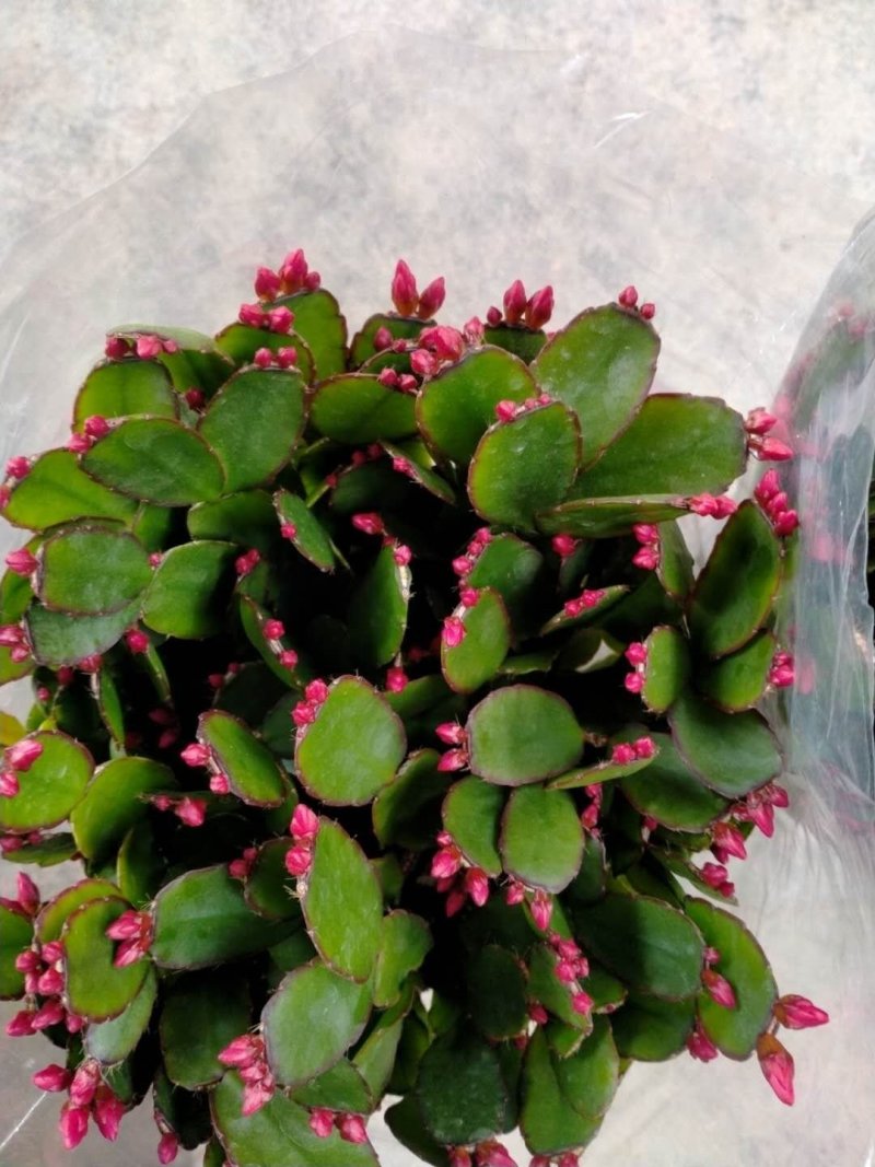 蟹爪兰盆栽花观花盆栽植物