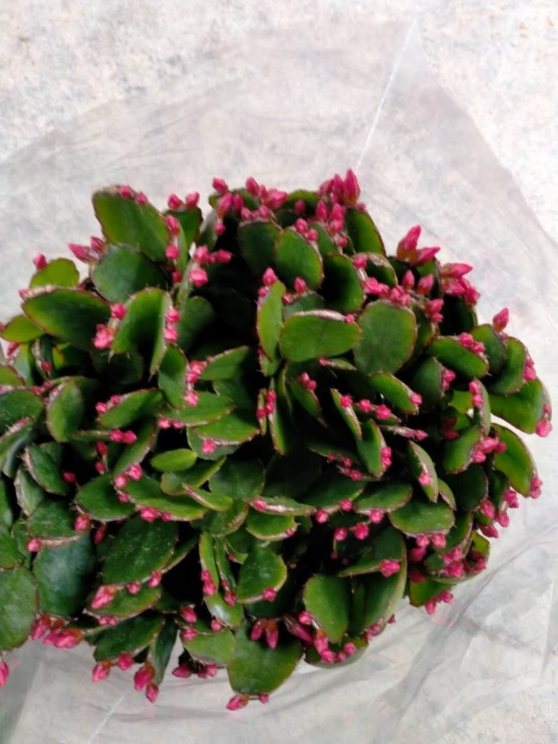 蟹爪兰盆栽花观花盆栽植物