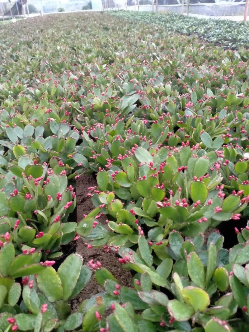 蟹爪兰盆栽花观花盆栽植物