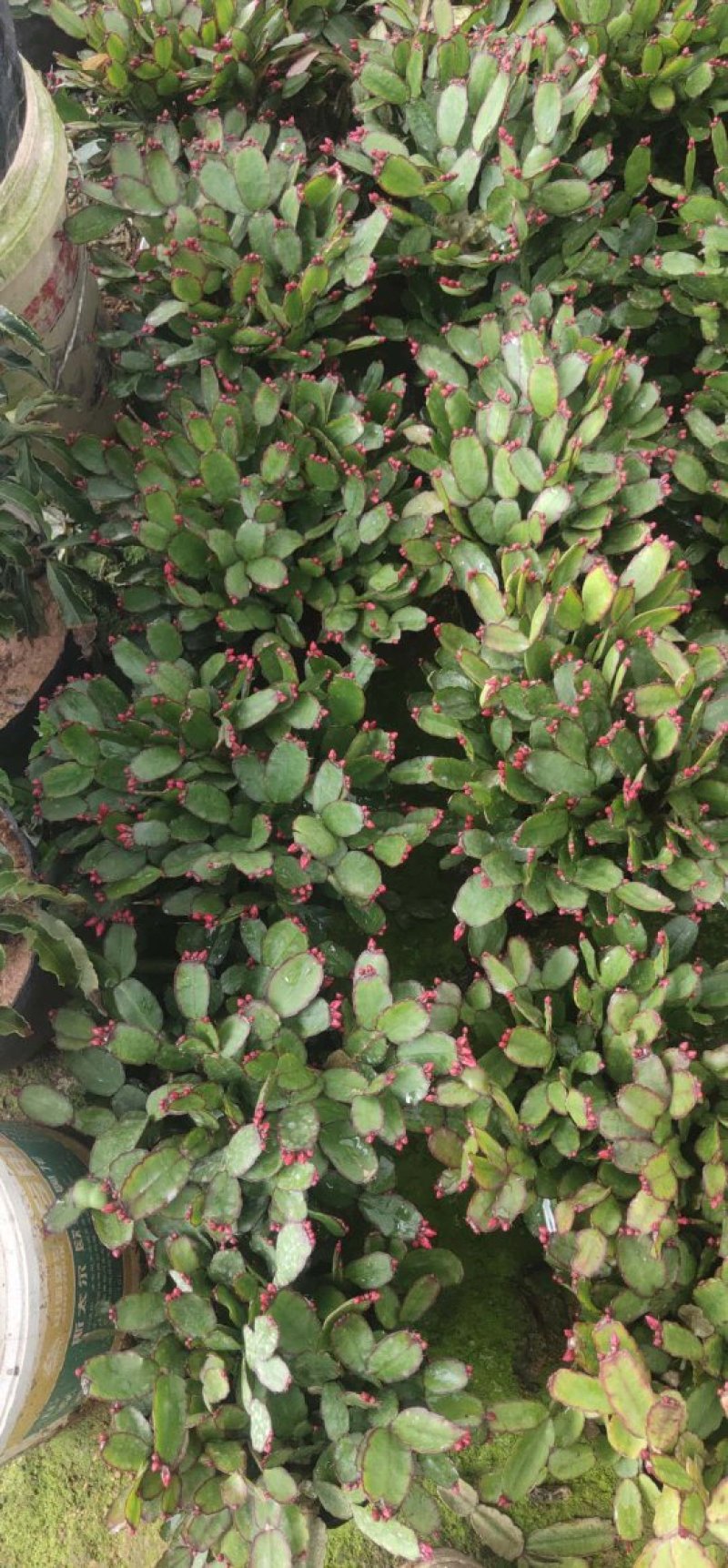 蟹爪兰盆栽花观花盆栽植物