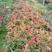 红车苗园林绿化彩叶地被庭院盆栽苗30一50厘米高