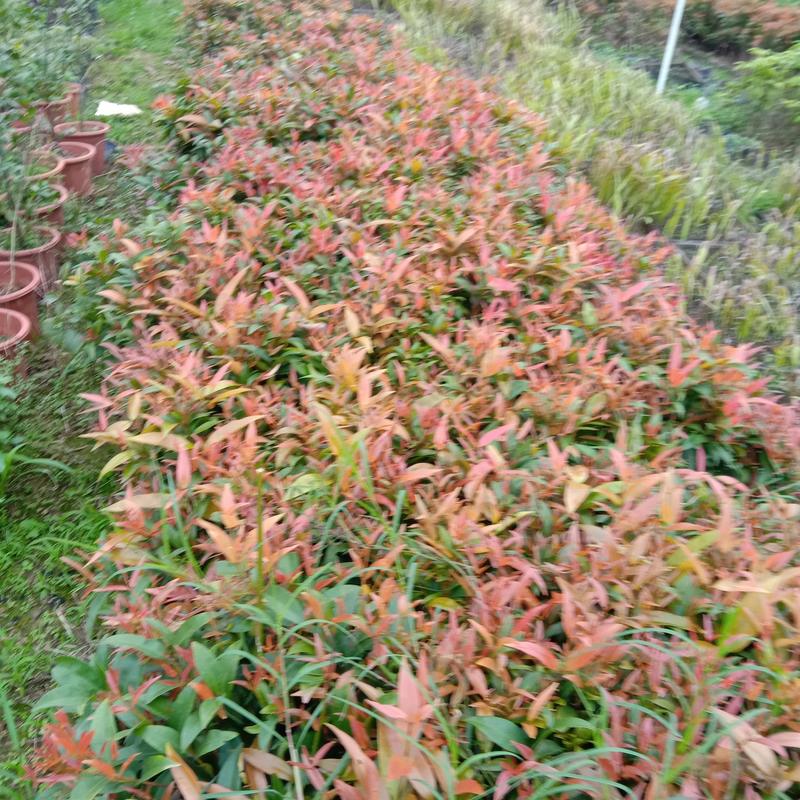 红车苗园林绿化彩叶地被庭院盆栽苗30一50厘米高