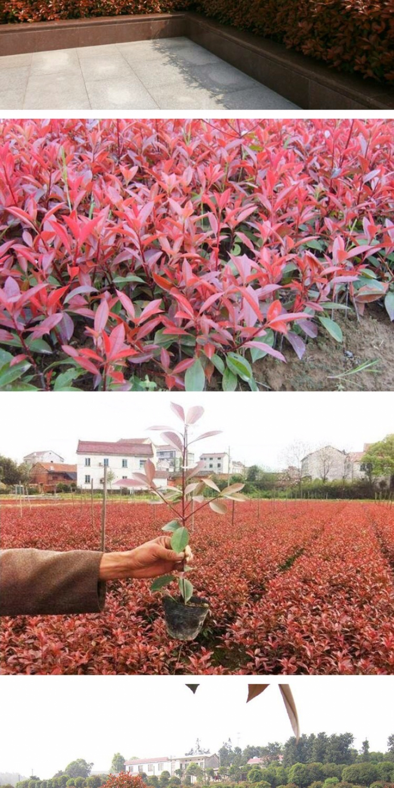 红罗宾红叶石楠树苗小苗四季常青绿化苗木彩色工程绿化苗