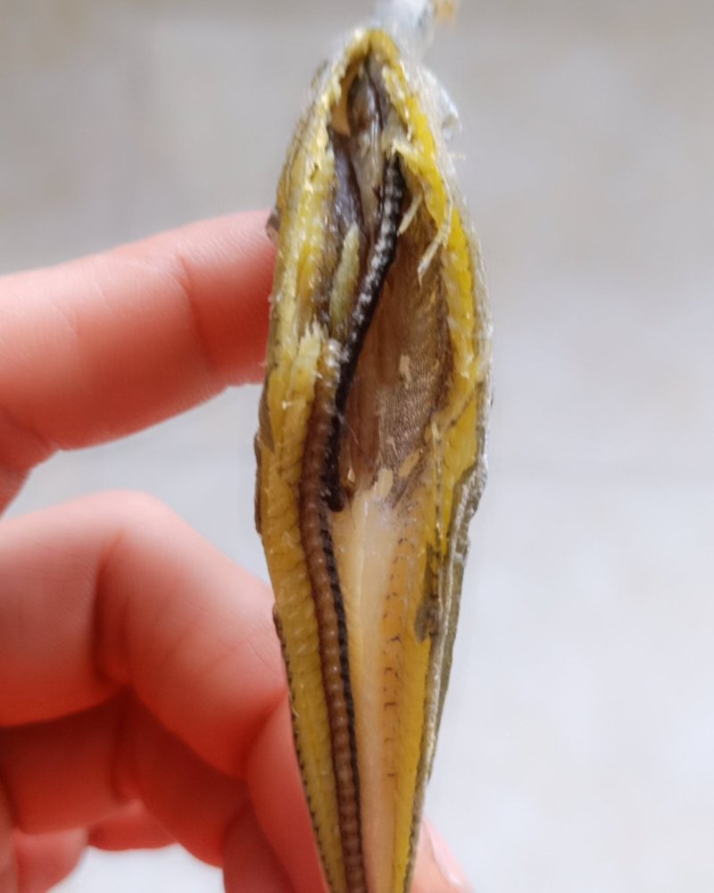 银针鱼，一种深海鱼即食的没有碎刺，支持一件代发